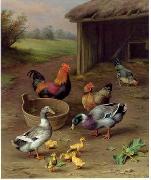 unknow artist Poultry 077 Sweden oil painting artist